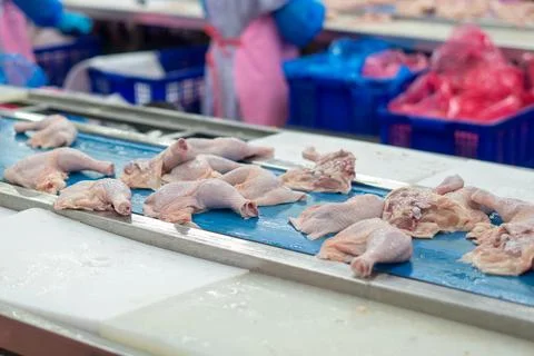 Fresh Whole Chickens Hanging on Processing Line in Poultry Processing Facili Stock Photos