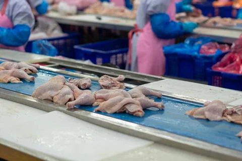 Fresh Whole Chickens Hanging on Processing Line in Poultry Processing Facili Stock-Fotos