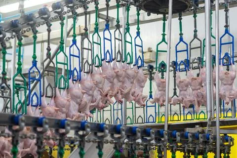 Fresh Whole Chickens Hanging on Processing Line in Poultry Processing Facili Stock Photos