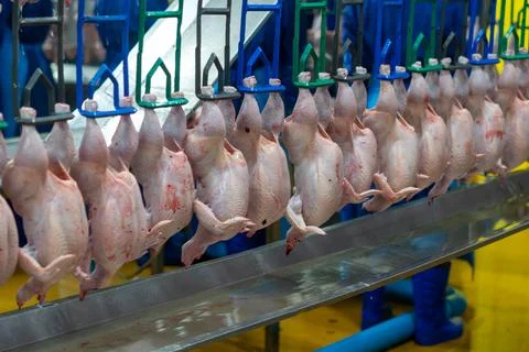 Fresh Whole Chickens Hanging on Processing Line in Poultry Processing Facili 스톡 사진