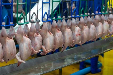 Fresh Whole Chickens Hanging on Processing Line in Poultry Processing Facili Stock-Fotos