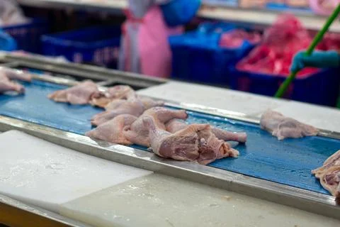 Fresh Whole Chickens Hanging on Processing Line in Poultry Processing Facili Stock Photos