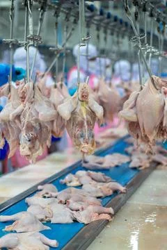 Fresh Whole Chickens Hanging on Processing Line in Poultry Processing Facili Stock Photos