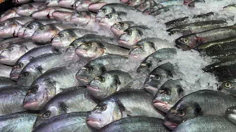 Fresh Whole Fish Displayed On Crushed Ice At Seafood Market Stock Footage 344034345