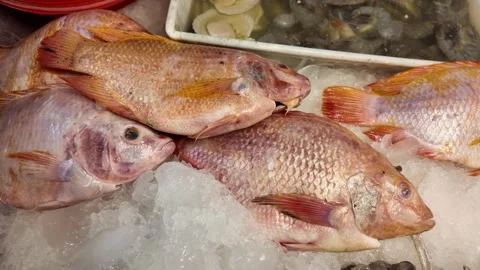 Fresh Whole Fish Displayed on Ice at a Thai Seafood Market Video stock 342940974