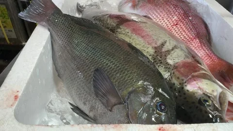 Fresh Whole Fish on Ice in a White Box (Mejina, Gure), Japanese Food Culture Stock Footage 343174399
