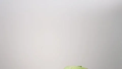 Fresh whole Green Cabbage Head Sauerkraut Kimchi Raining Slow Motion White Stock Footage 336392012