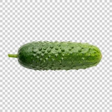 Fresh whole green cucumber with bumpy skin on clear background, healthy food. Фото