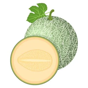 Fresh whole, half melon fruit isolated on white background. Cantaloupe melon. Stock Illustration