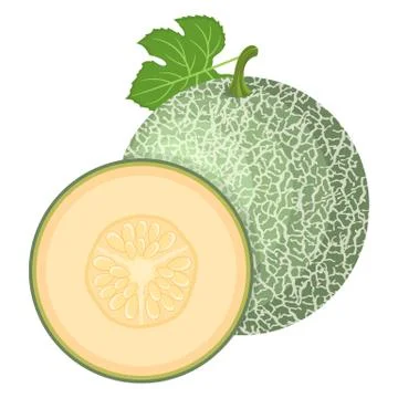 Fresh whole, half melon fruit isolated on white background. Cantaloupe melon. Stock Illustration