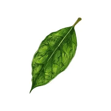 Fresh whole head lettuce. Vector vintage hatching color illustration. Stock Illustration