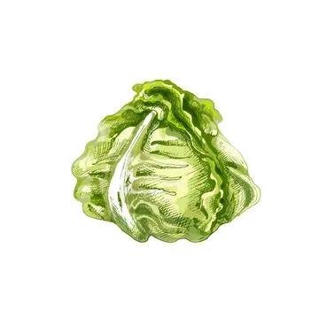 Fresh whole head lettuce. Vector vintage hatching color illustration. Stock Illustration