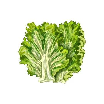 Fresh whole head lettuce. Vector vintage hatching color illustration. Stock Illustration