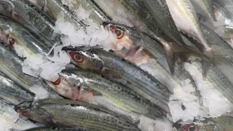 Fresh Whole Mackerel Displayed on Ice at Supermarket Seafood Counter Видео 345651924