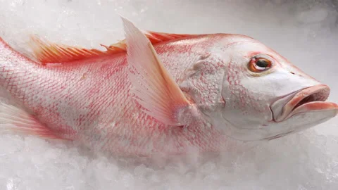 Fresh whole red snapper fish seafood uncooked on ice. Stock Footage 136900620