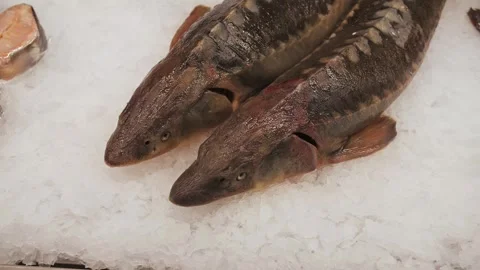 Fresh Whole Sturgeon Fish On Crushed Ice For Sale Video stock 327855853