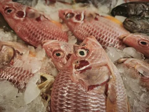 Fresh whole tilapia fish arranged on ice at a market stall, close up view w.. Stock Photos