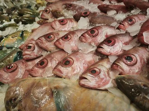 Fresh whole tilapia fish arranged on ice at a market stall, close up view w.. Stock Photos