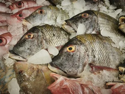Fresh whole tilapia fish displayed in a market pile with visible scales, te.. Stock Photos