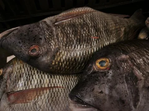 Fresh whole tilapia fish piled together on a neutral background, showcasing t Stock Photos