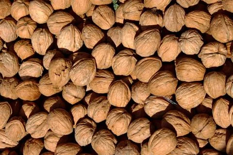 Fresh Whole Walnuts in Shells Stockfoto's