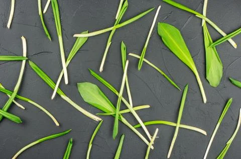 Fresh wild garlic Stock Photos