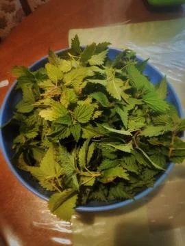 Fresh Wild Mint in a Container on a Table Still Life Stock-Fotos