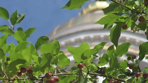 Fresh wild small  apples hanging on tree branches against  golden dome. close up Stock Footage 249939904