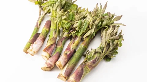 Fresh Wild Udo Mountain Vegetable Shoots From Hokkaido 스톡 동영상 336896334