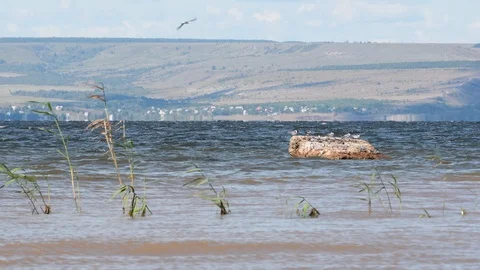 A fresh wind drives a wave across a wide river. 動画素材 110931601