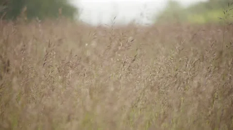 Fresh wind Stock Footage 25532411