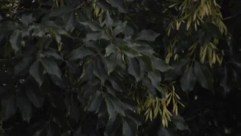 Fresh wind moves tree branches and leaves during a summer monsoon Video stock 196975242
