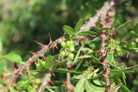 The Fresh Winged Prickly Ash, Zanthoxylum armatum or the rattan pepper Stock Photos