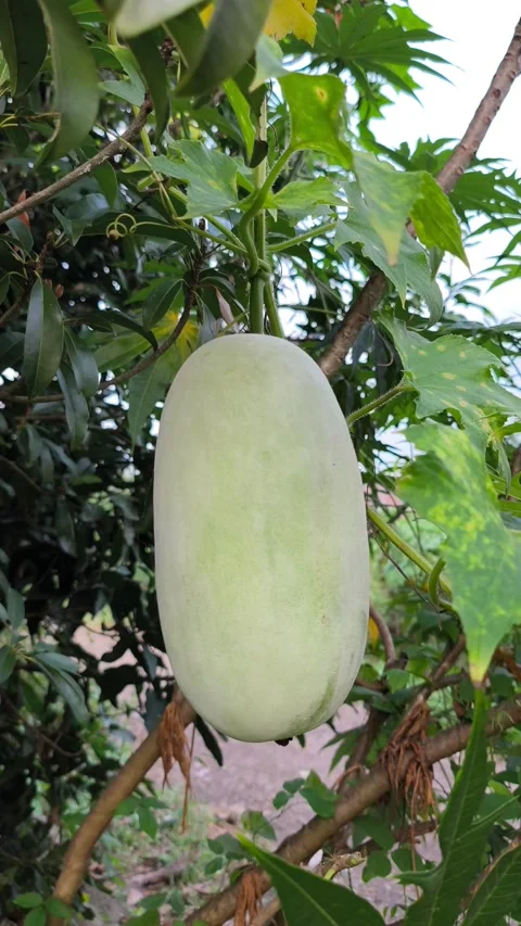 Fresh Winter Melon on Vine Video stock 338398789