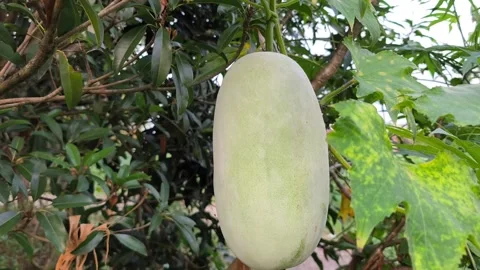 Fresh Winter Melon on Vine Stock Footage 338398828
