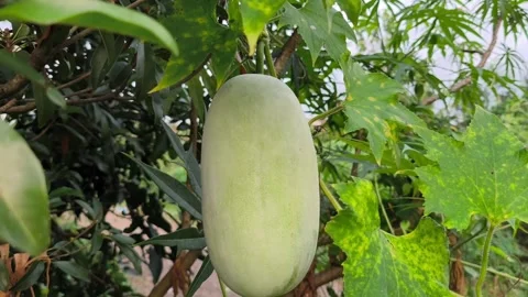 Fresh Winter Melon on Vine Video stock 338398850