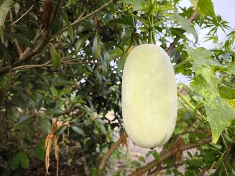 Fresh Winter Melon on Vine Stock Photos