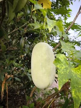 Fresh Winter Melon on Vine Stock Photos