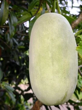 Fresh Winter Melon on Vine Stock Photos