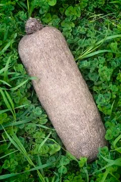 Fresh Withe yam or Puna Yam (Dioscora rotundata) Stock Photos