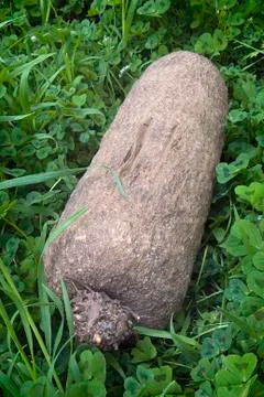 Fresh Withe yam or Puna Yam (Dioscora rotundata) Stock Photos