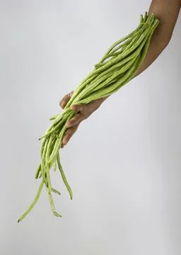 Fresh Yard long beans or Chinese Long Beans (Vigna unguiculata subsp. sesquip Stock Photos