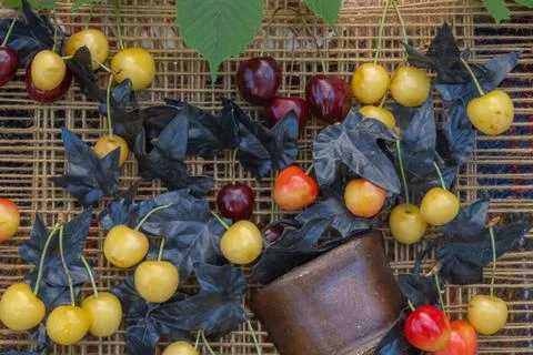 Fresh yellow and red sweet cherries with decorative black leaves in rustic .. Foto stock