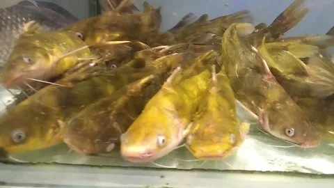 Fresh yellow catfish Vídeos de archivo 287187416