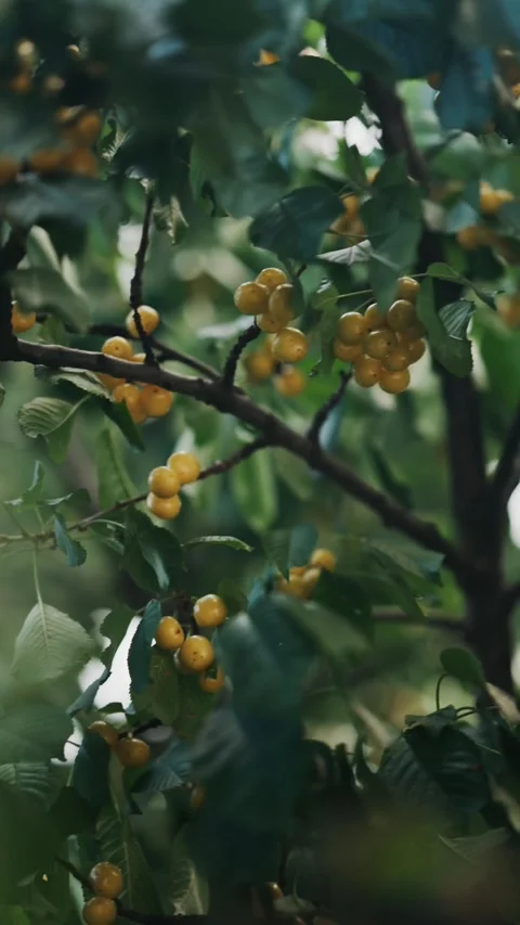 Fresh yellow cherry plums hanging on tree branches sway gently in light win.. 스톡 동영상 339653569