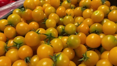 Fresh Yellow Cherry Tomatoes in Black Plastic Crate Stock Footage 345932084