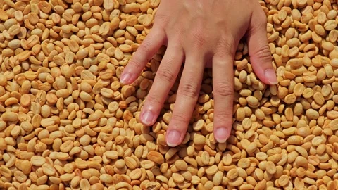 Fresh yellow coffee beans, close up. Stock Footage 304647324
