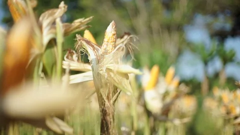 Fresh yellow corn and corn tree in corn field Stock Footage 119546149