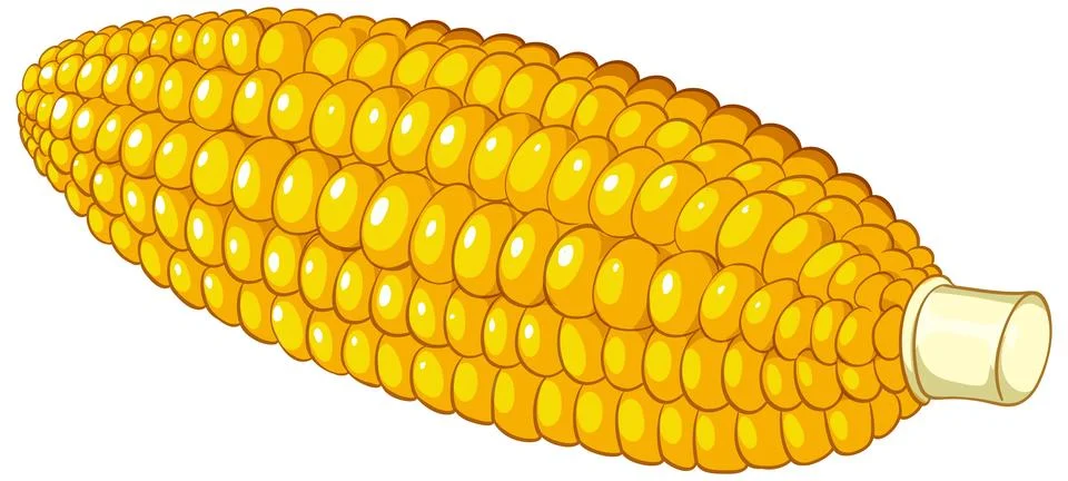 Fresh Yellow Corn on the Cob Vector Illustration on White Background 库存插图