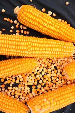 Fresh Yellow Corn Cobs and Kernels  Harvest and Agricultural Produce Stock Photos